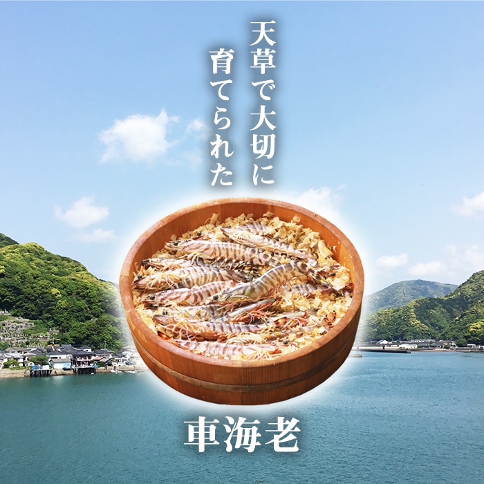 [冷凍][直送5]送料無料 天草産活〆冷凍車海老 250g