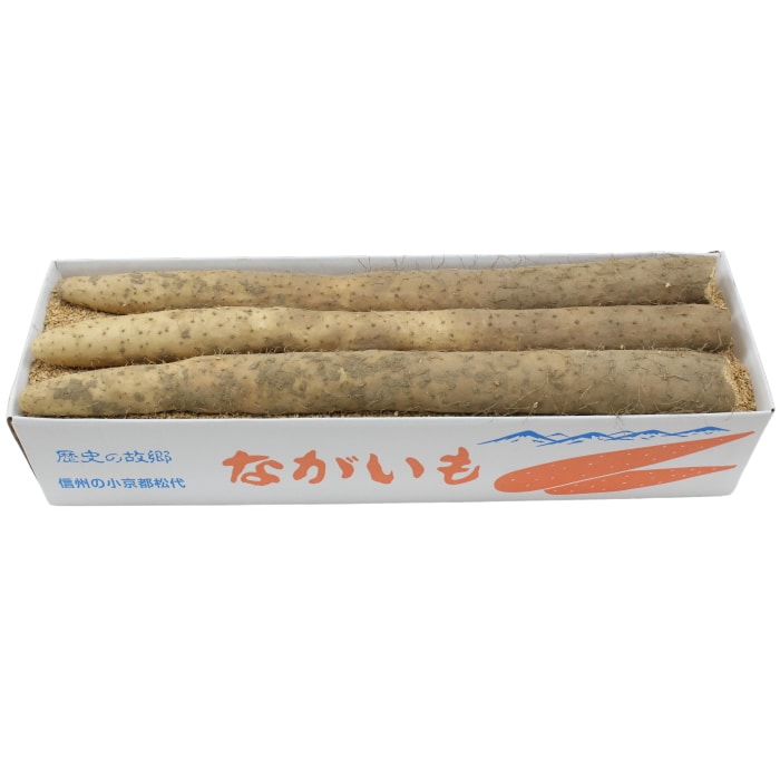 [予約直送]送料無料 長野県松代町産 長いも 5kg 3～5本 【綿半お歳暮】【11月下旬～12月下旬順次発送】【配送指定日不可】