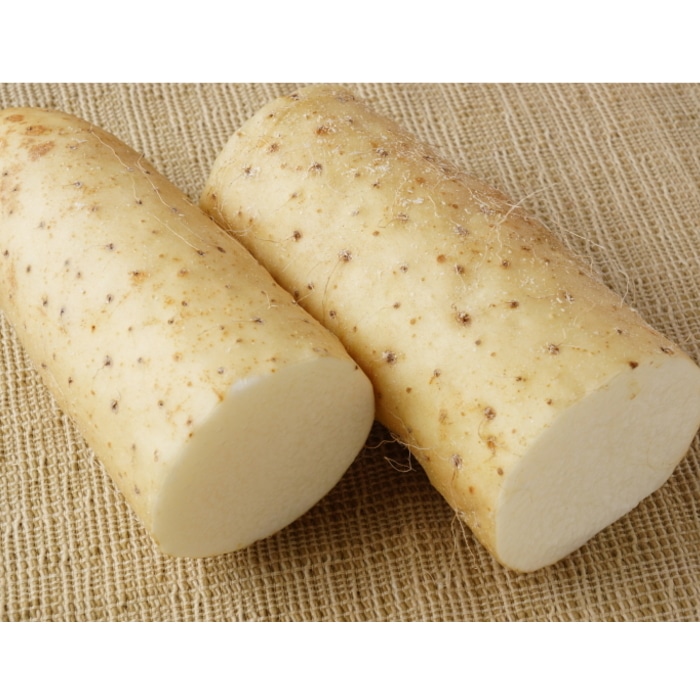 [予約直送]送料無料 長野県松代町産 長いも 家庭用 5kg 折れ等 【綿半お歳暮】【11月下旬～12月下旬順次発送】【配送指定日不可】