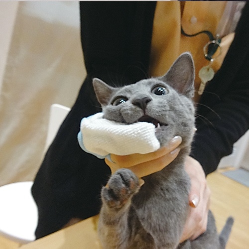 [取寄10]トーラス はじめての歯磨きセット猫用 [21g][4512063151378]