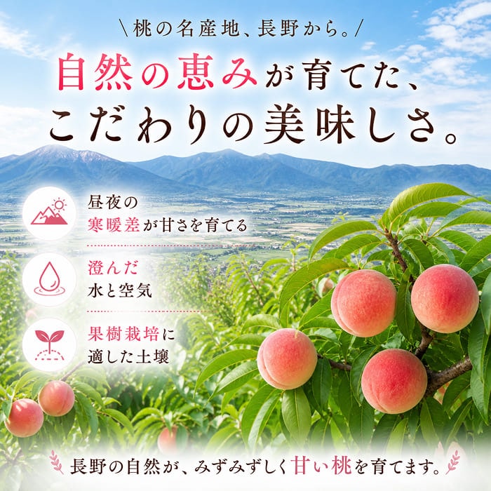 [直送商品]長野県 志賀高原産 もも 特秀 18玉 約5kg 送料無料 【綿半お中元】【7月後半～8月中旬順次発送】【配送指定日不可】