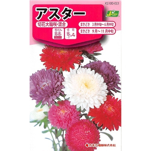 カネコ アスター 切花大輪コンゴウ 0.9ml