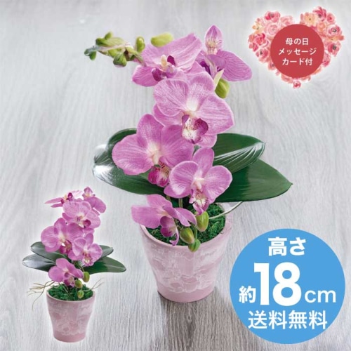 [直送商品]母の日 5/8-10お届け  アーティフィシャルフラワー胡蝶蘭カラーズ フレッシュピンク 【配送指定日不可】 (1852-288)