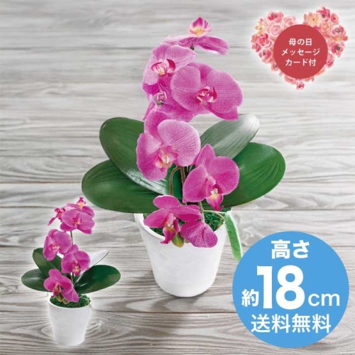 [直送商品]母の日 5/8-10お届け  アーティフィシャルフラワー胡蝶蘭カラーズ ダークラベンダー 【配送指定日不可】 (1852-290)