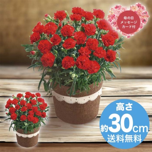 [直送商品]母の日 5/8-10お届け レイール カーネーション・感謝の気持ち5号 【配送指定日不可】 (1853-901)