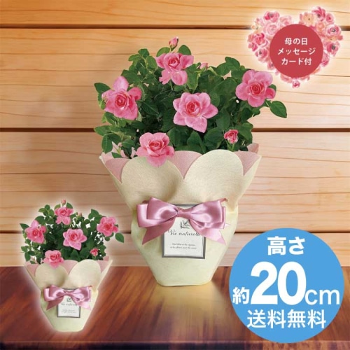 [直送商品]母の日 5/8-10お届け レイール ミニバラ ピンク4号 【配送指定日不可】 (1853-925)