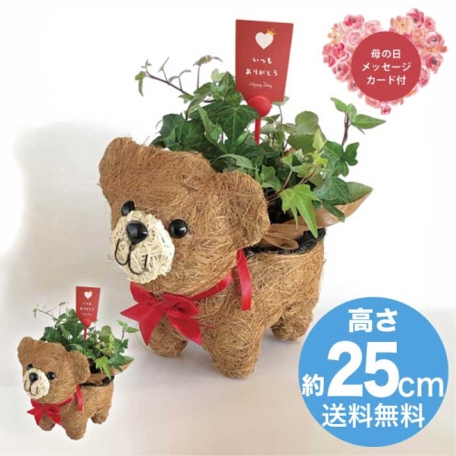 [直送商品]母の日 5/8-10お届け レイール おさんぽクマさん3号 【配送指定日不可】 (1853-949)