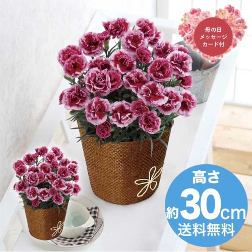 [直送商品]母の日 5/8-10お届け レイール カーネーション・プラムタルト5号 【配送指定日不可】 (1853-963)