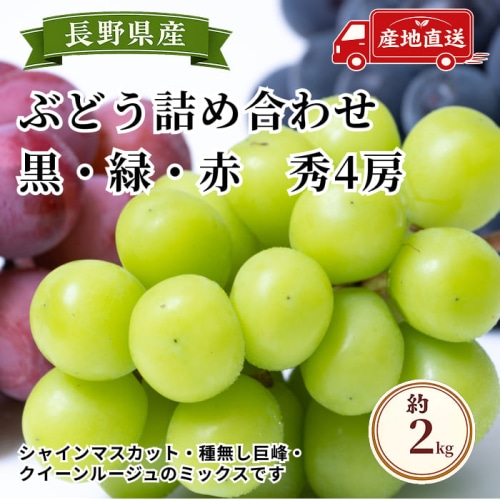 [予約直送]長野県産ぶどう詰め合わせ 種無し巨峰ぶどう・シャインマスカット・クイーンルージュ 秀4房 約2kg 【綿半秋の果物】【9月下旬～10月下旬順次発送】【配送指定日不可】
