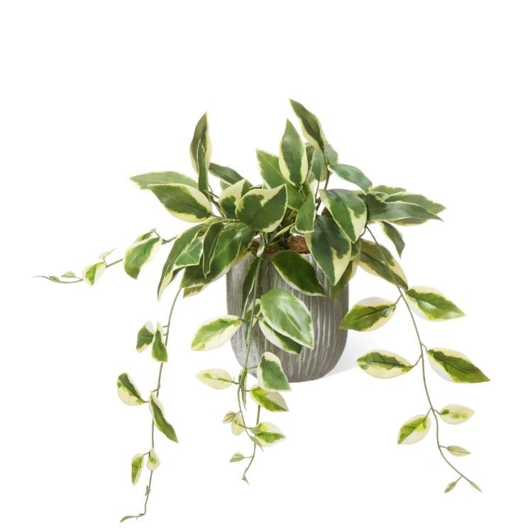 サクララン ホヤ オベリスポットS (フェイクグリーン)